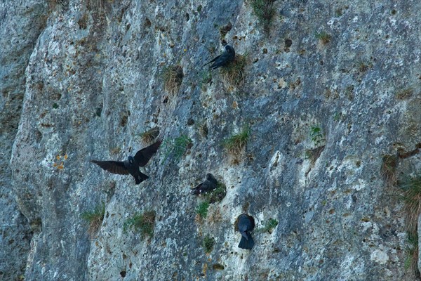 Jackdaw four birds sitting in rock face and flying seeing differently