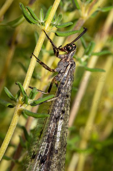 Spotted damselfly with closed wings hanging on green stalk seen on the left