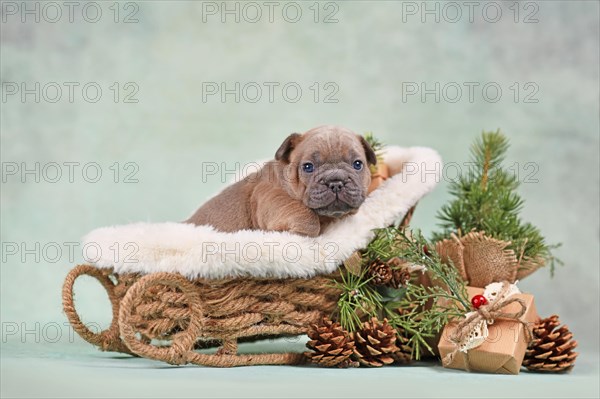 French Bulldog dog puppy in Christmas sleigh carriage surrounded by seasonal decoration in front of green wall