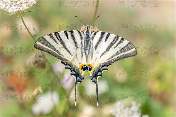 Scarce Swallowtail