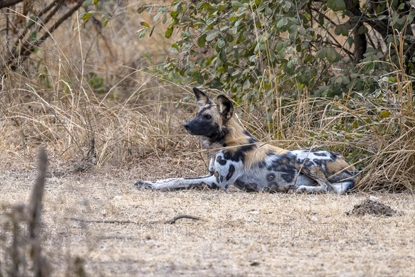 African wild dog