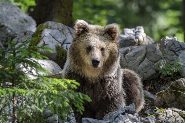 European brown bear