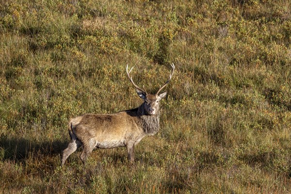 Red deer