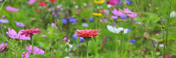 Colourful flower meadow in the basic colour green with various wild flowers in free nature