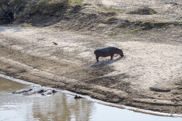 Hippos