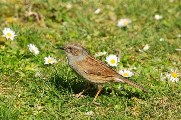 Dunnock standing in grass in front of daisies left looking