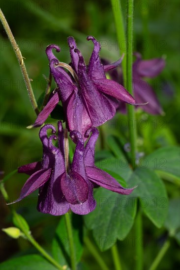 Wood columbine two open purple flowers on top of each other