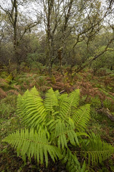 Forest with ferns in autumn