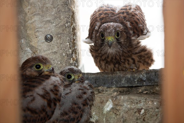 Kestrel three young birds wings stretched in nest in church tower sitting seeing different