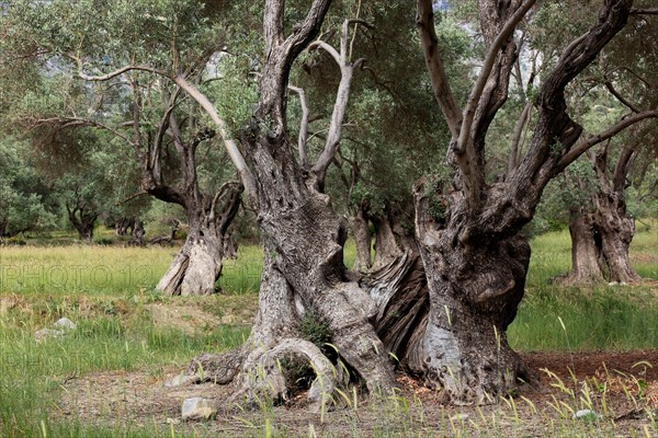 Old olive trees