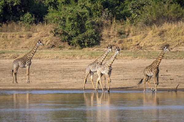 Rhodesian giraffe