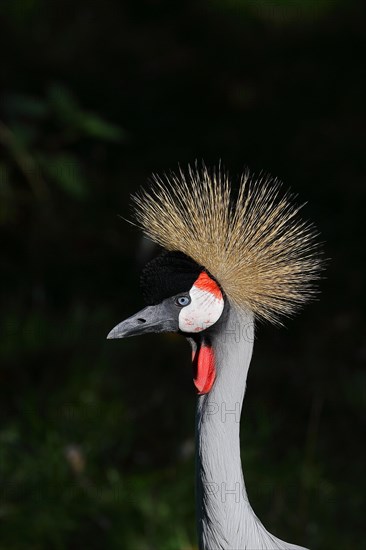 Black crowned crane