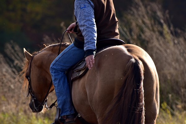 Detail during training in western riding with an American Quarter Horse