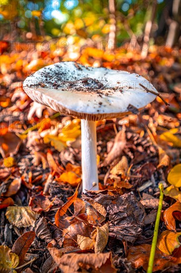 The spring tuber leaf fungus