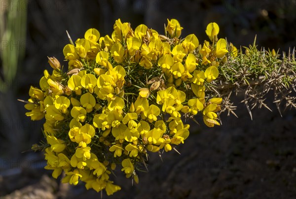 Madeira broom