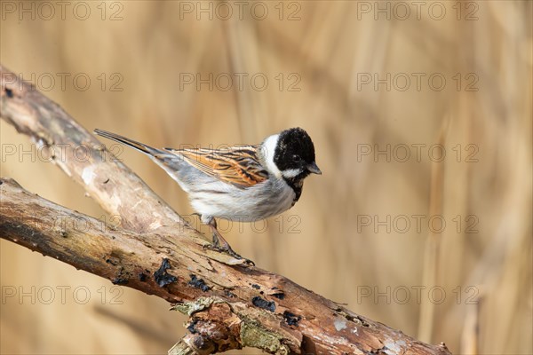 Reed Bunting