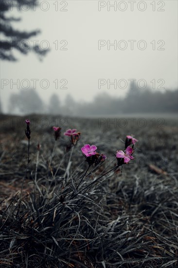 Wood pinks