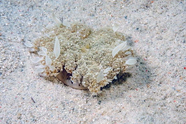 Mangrove jellyfish