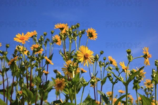 Cup plant