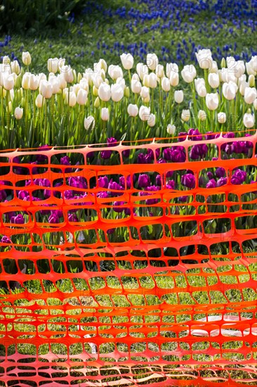 Rubber fence protection in the tulip garden