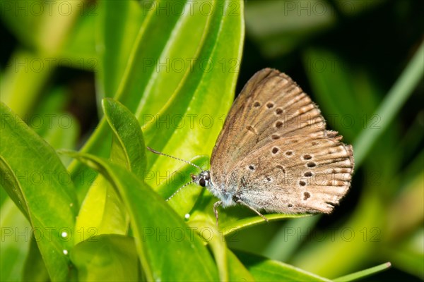 Mountain Alcon blue butterfly with closed wings on green leaf with several white eggs sitting left sighted