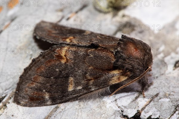 Dromedary Tooth Moth Butterfly with closed wings sitting on tree trunk seen on right side