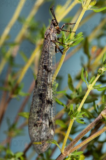 Spotted Ant Damselfly with closed wings hanging on green stalks seen on the right