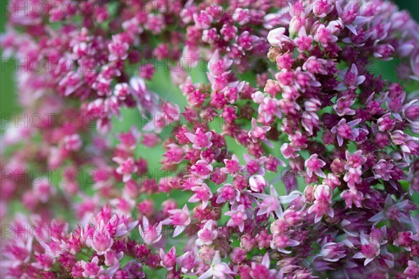 Showy stonecrop