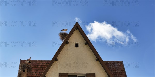Storks in two nests on gable roof