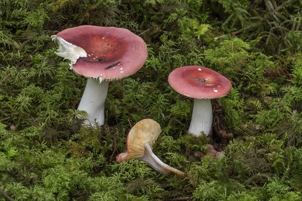 Iodoform russula