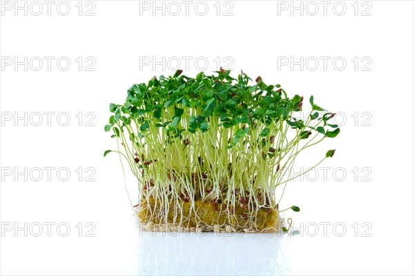 Fresh microgreens. Sprouts of flax isolated on white background