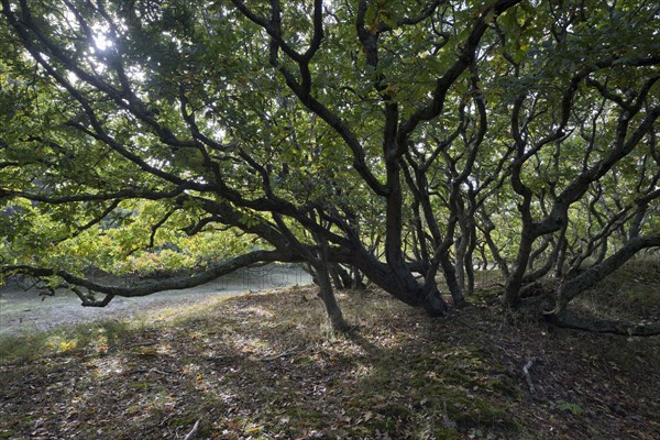 English oak