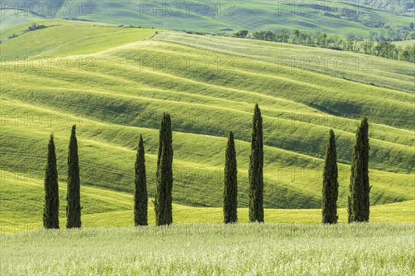 Cypresses