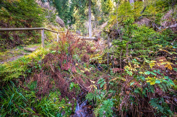 A small stream in the Schoenjungferngrund in the Ore Mountains