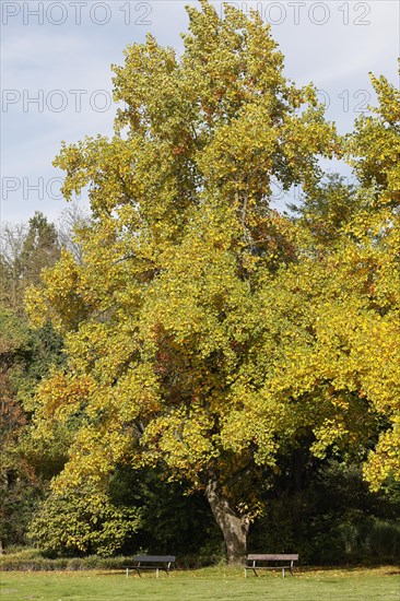 Tulip tree