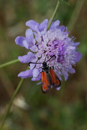 Red bug feeding on flowers in the nature