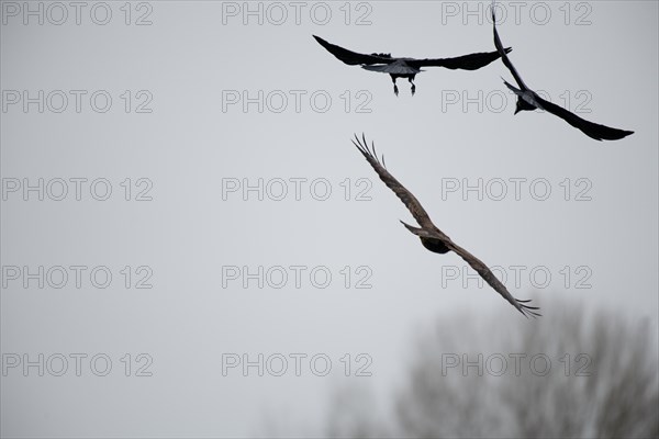 Steppe buzzard