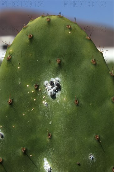 (Opuntia) plantations for the breeding of the cochineal scale insect, near Guatiza, Lanzarote, Canary Islands, Spain, Europe