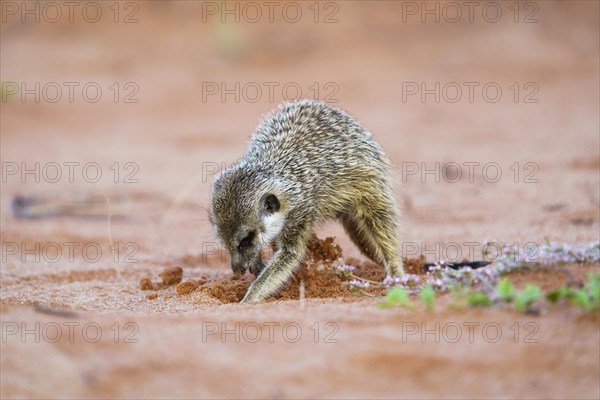 Meerkat