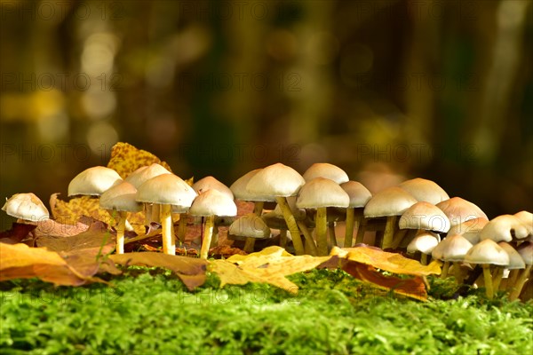 Sociable sulphurhead mushrooms