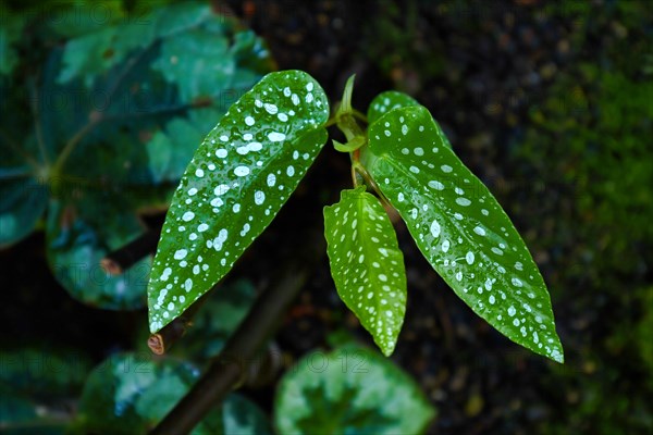 Tropical Begonia Tamaya plant with long narrow leaves and white polka dot pattern