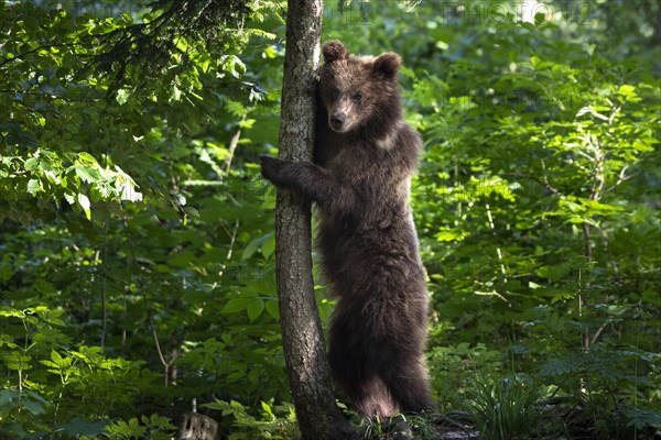 European brown bear