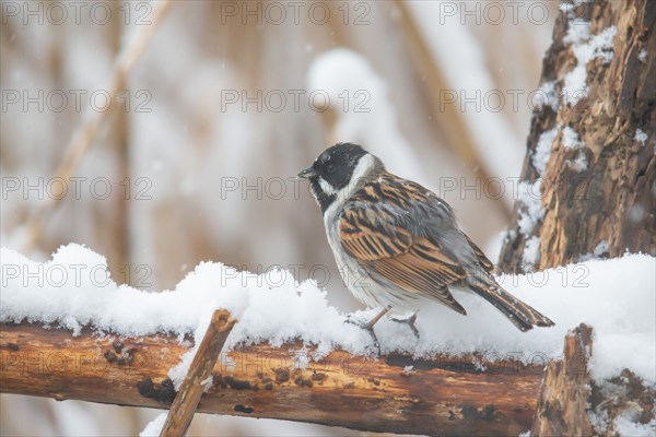 Reed Bunting