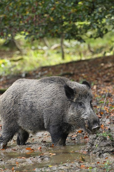 Wild boar