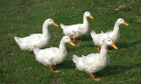 Peking ducks