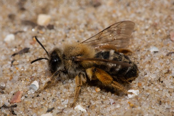 Red-legged sweat bee sitting on sand left sighted