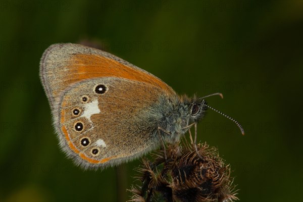 Red-brown meadowbird Butterfly with closed wings sitting on brown fruit capsule seen right