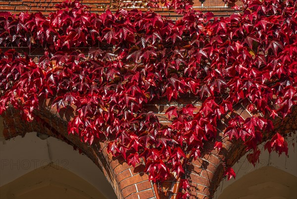 Virginia Creeper