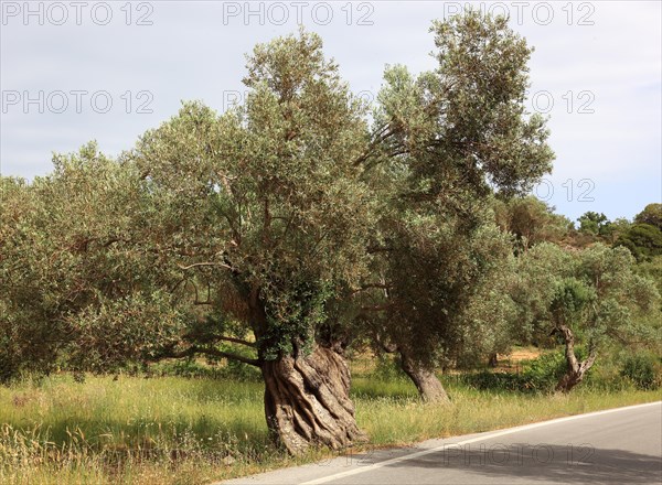 Old olive trees with thick trunks