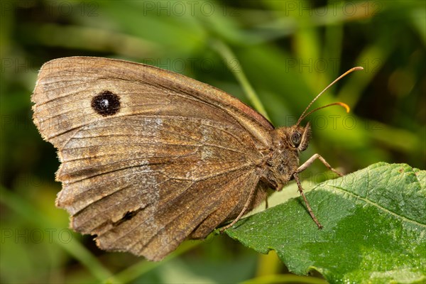 Blue-eyed Woodland Porter